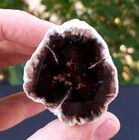 Natural Rare Opalized Mirror Polished Big Petrified Wood Uv