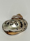 South African Turban Seashell Turbo Sarmaticus Decorative Snail Shell 3 5-4  Usa