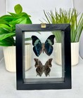 Real Butterflies 2  In Black Frame Double Glass A  Grade Specimen