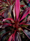 Cordyline Fruticosa Seeds   100 Seeds    