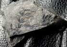 Annularia Radiata - Carboniferous  Fossil Calamite Plant