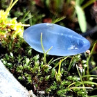 Natural Ceylon Blue Sapphire Crystal 5 25 Cts Unheated Double Terminated Rough