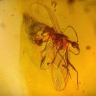Mantisfly In Burmese   Burmite Amber Fossil   100  Genuine Amber 