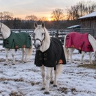 Winter Horse Stable Blanket 400g Polyfill Heavyweight Canvas Wool Lined 60 -80 