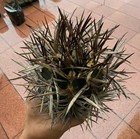 8 5cm Raresucculent Plant Astrophytum Capricorne Rootless Wysiwyg Boutique
