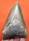 Megalodon Shark Tooth Real Fossil 3 87  - Shark Teeth Megladon - No Restorations