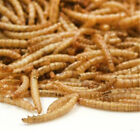 50 100g Dried Mealworms Top Quality Wild Bird Fish Food Reptile Food Koi Food