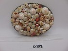 Vintage Ivan Belt Buckle With Collage Of Small Seashells Sea Shells Womans