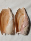 Volutidae Cymbium Cymbium Two 6  Beautiful Shells