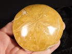 Big  Polished 150 Million Year Old  Sand Dollar Fossil Madagascar 210gr