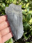 Natural Beautiful 3 67    Megalodon Tooth Fossil Shark Teeth