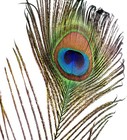 Piokio 50 Pcs Peacock Feathers In Bulk 10-12 Inch 25-30 Cm  Inch 50pcs  