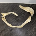 Shark Jaws Taxidermy