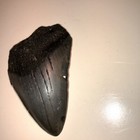 2 5    Megalodon Shark Teeth Natural Fossil Tooth Prehistoric Kids Gift present 