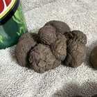 Lot Of 3 Brown Coprolite  Poop 1 58 Pounds 