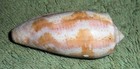 Rfm 85412 Philippines Conus Tulipa Linne 1758 50 7mm Lapu-lapu Cebu  Philippines
