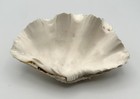 Stunning Tridacna Squamosa Fluted Giant Clam Shell Half 6 375  Ivory