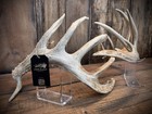 Typical Frame Whitetail Antler Set Of Cuts