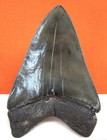Megalodon Shark Tooth - Real Fossil - Shark Teeth 4 22    - No Restorations
