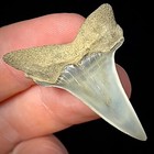 Lesser White Shark Tooth  carcharodon Hastalis  1 55  Real Fossil Shark Teeth