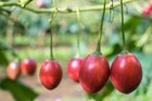10 Tamarillo   Tree Tomato Cyphomandra Betacea Solanum Fruit Tree Seeds