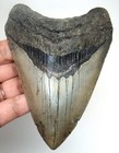 Megalodon Shark Tooth - Real Fossil Shark Teeth - 4 43    - No Restorations Meg