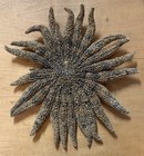 Nine-pointed Starfish Lot Of 4    luidia Senegalensis    5 5-9    Lee County Florida