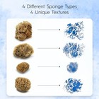  Artist Natural Sea Sponges For Painting 4 Pack   Unique Tool Set Unbleached   