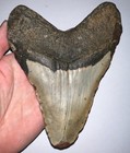 Monster Megalodon Fossil Shark Tooth 6 41 Inches  No Repair 