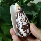 Large Conus Striate Cone Natural Seashell Rare Real Beach Home Decor 3-4  In