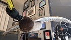 Malard Duck Mount On Stand 