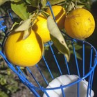 Best Garden Fruit Harvest Picker Metal Tong Padded Basket