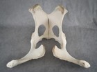Real Bison Pelvis - Taxidermy Large Animal Mount Skeleton Buffalo Skull Oddities