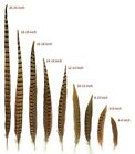 English Ringneck Pheasant Tail Natural Feathers 10-100 Pcs Many Sizes 6-28  New 
