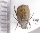 Cyphochilus Linpinchaoi 2018 New Species Hainan Island Specimen Lucanidae