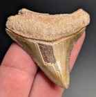 Beautiful Sharply Serrated Megalodon Shark Tooth Bv Florida Quality Fossil