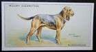 Bloodhound   Vintage 1937 Illustrated Dog Card       Hf15ms