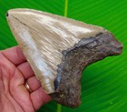 5    Megalodon Shark Tooth  Real Fossil No Restorations Sharks Teeth