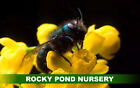 Beeeasy Mason Bee House Setup 15 Minutes  Reusable For A Decade Or More 
