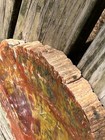 Beautiful Full Bark Arizona Rainbow Petrified Wood Slab 13   