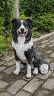 Hi- Line Gift 87689 Decorative Border Collie Sitting Dog Statue  Black white 