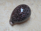 F Cypraea Pantherina Gem Huge Size 97 2 Mm F      Specimen Nice Red Sea Shell