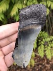 Natural Beautiful 3 79    Megalodon Tooth Fossil Shark Teeth