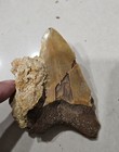 N  Africa Megalodon Shark Tooth Real Teeth  In Matrix Location Collection Lot