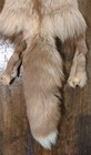 Rare Ranch Cinnamon Fox Hide Pelt Freshly Tanned  Luxurious Fur 4 Legs Nice