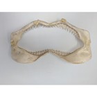 Real Bull Shark Jaw 14  Teeth Mouth Skull Taxidermy Fish Nautical Marine Decor