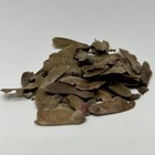 Japanese Red Maple Bonsai Tree Seed Pack Acer Palmatum Atropurpureum