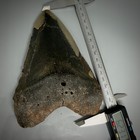 Enormous heavy 6 23  Fossil Megalodon Shark Tooth - Nice Colors