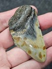 2 3 4   Authentic Prehistoric Megalodon  Fossil Shark Tooth Teeth Free Shipping 