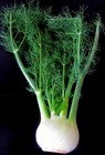 Herb Cache   20 Varieties  12 000 Medicinal culinary Non-gmo Survival Seeds